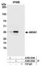 Anx1 antibody, A305-235A, Bethyl Labs, Immunoprecipitation image 