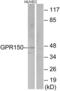 G Protein-Coupled Receptor 150 antibody, LS-C120611, Lifespan Biosciences, Western Blot image 