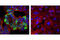 Ret Proto-Oncogene antibody, 3223S, Cell Signaling Technology, Immunocytochemistry image 