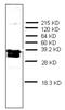 Prothymosin Alpha antibody, AM32970PU-N, Origene, Western Blot image 