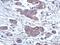 Ribonuclease H1 antibody, NBP2-20171, Novus Biologicals, Immunohistochemistry paraffin image 