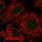 Xaa-Pro dipeptidase antibody, HPA015599, Atlas Antibodies, Immunocytochemistry image 