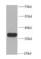 Peroxisomal biogenesis factor 19 antibody, FNab06329, FineTest, Western Blot image 