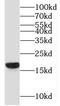Myeloid Derived Growth Factor antibody, FNab01047, FineTest, Western Blot image 