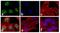 Barkor antibody, 710702, Invitrogen Antibodies, Immunofluorescence image 