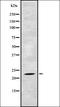 TATA-Box Binding Protein Associated Factor 10 antibody, orb337615, Biorbyt, Western Blot image 