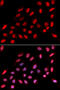 Non-POU Domain Containing Octamer Binding antibody, A03515, Boster Biological Technology, Western Blot image 