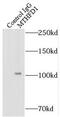 MTHFD1 antibody, FNab05401, FineTest, Immunoprecipitation image 