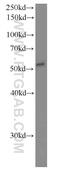 Fatty acid desaturase 1 antibody, 10627-1-AP, Proteintech Group, Western Blot image 
