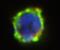 Ectonucleotide Pyrophosphatase/Phosphodiesterase 3 antibody, LS-C112554, Lifespan Biosciences, Immunocytochemistry image 