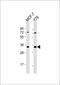 Olfactory Receptor Family 6 Subfamily C Member 4 antibody, 55-501, ProSci, Western Blot image 