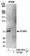 Proprotein Convertase Subtilisin/Kexin Type 9 antibody, A305-107A, Bethyl Labs, Immunoprecipitation image 
