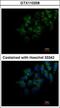 FAM20C Golgi Associated Secretory Pathway Kinase antibody, GTX110258, GeneTex, Immunofluorescence image 
