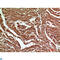 C-type lectin domain family 6 member A antibody, LS-C813394, Lifespan Biosciences, Western Blot image 