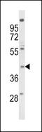 FPR3 antibody, 63-647, ProSci, Western Blot image 