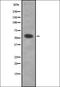 Adrenoceptor Alpha 1D antibody, orb337589, Biorbyt, Western Blot image 
