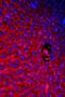 Solute Carrier Family 10 Member 1 antibody, PB9745, Boster Biological Technology, Immunofluorescence image 