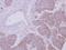 Peroxiredoxin 2 antibody, NBP2-19776, Novus Biologicals, Immunohistochemistry frozen image 