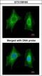 Phosphoserine Phosphatase antibody, GTX109163, GeneTex, Immunocytochemistry image 