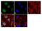 JunD Proto-Oncogene, AP-1 Transcription Factor Subunit antibody, PA1-834, Invitrogen Antibodies, Immunofluorescence image 