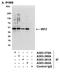 Interferon Regulatory Factor 2 antibody, A303-381A, Bethyl Labs, Immunoprecipitation image 