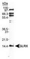 Grx antibody, TA309676, Origene, Western Blot image 