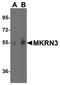 Makorin Ring Finger Protein 3 antibody, A05807, Boster Biological Technology, Western Blot image 