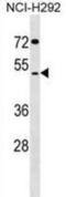 SDS3 Homolog, SIN3A Corepressor Complex Component antibody, abx029698, Abbexa, Western Blot image 