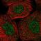 RING-box protein 2 antibody, NBP1-85594, Novus Biologicals, Immunofluorescence image 