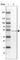 SMG9 Nonsense Mediated MRNA Decay Factor antibody, HPA042096, Atlas Antibodies, Western Blot image 