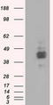 Basigin (Ok Blood Group) antibody, TA501190, Origene, Western Blot image 