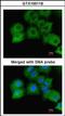 GAPDH antibody, orb89370, Biorbyt, Immunofluorescence image 