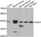 Cytosolic Iron-Sulfur Assembly Component 1 antibody, abx006927, Abbexa, Western Blot image 