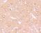 Dihydropyrimidinase-related protein 1 antibody, NBP2-75449, Novus Biologicals, Immunohistochemistry paraffin image 