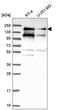 DNA topoisomerase 2-beta antibody, HPA050441, Atlas Antibodies, Western Blot image 