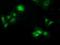 Phenazine Biosynthesis Like Protein Domain Containing antibody, GTX83938, GeneTex, Immunocytochemistry image 