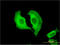 Chymotrypsinogen B1 antibody, LS-C197002, Lifespan Biosciences, Immunofluorescence image 
