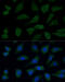 FYVE, RhoGEF and PH domain-containing protein 1 antibody, 16-578, ProSci, Immunofluorescence image 