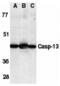 Caspase-13 antibody, MBS151066, MyBioSource, Western Blot image 