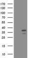 PCNA antibody, NBP2-46342, Novus Biologicals, Western Blot image 