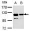 V5 epitope tag antibody, GTX117997, GeneTex, Immunoprecipitation image 