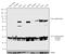 14-3-3 Epsilon antibody, 702241, Invitrogen Antibodies, Western Blot image 