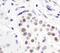 Histone H3 antibody, PA5-16195, Invitrogen Antibodies, Immunohistochemistry paraffin image 