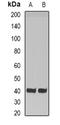 Hydroxyacid oxidase 1 antibody, orb341096, Biorbyt, Western Blot image 