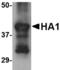 Influenza A Virus Hemagglutinin  antibody, LS-C53495, Lifespan Biosciences, Western Blot image 