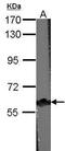 Caspase Recruitment Domain Family Member 9 antibody, PA5-29189, Invitrogen Antibodies, Western Blot image 