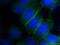 Phospholipid Scramblase 1 antibody, 11582-1-AP, Proteintech Group, Immunofluorescence image 