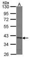 SEC13 Homolog, Nuclear Pore And COPII Coat Complex Component antibody, GTX114742, GeneTex, Western Blot image 