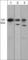 Disheveled-associated activator of morphogenesis 1 antibody, DM3511, ECM Biosciences, Western Blot image 