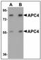 Anaphase-promoting complex subunit 4 antibody, AP23517PU-N, Origene, Western Blot image 